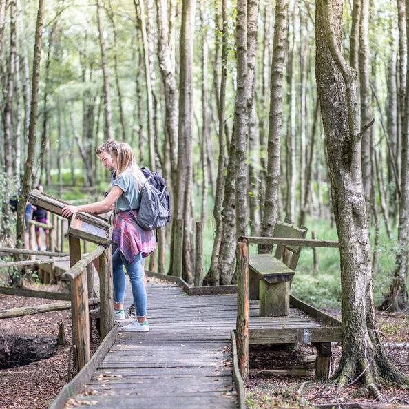 Spazieren im Wald